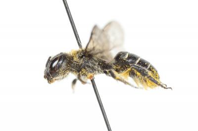  Osmia scutellaris Morawitz, 1868
