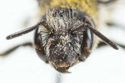 Osmia scutellaris Morawitz, 1868