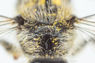  Osmia scutellaris Morawitz, 1868