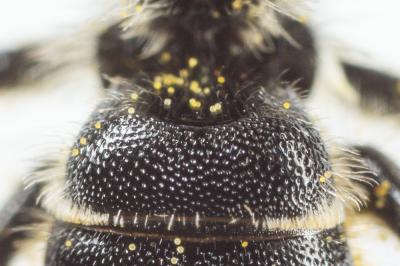  Osmia scutellaris Morawitz, 1868