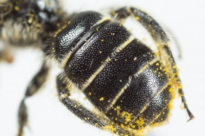  Osmia scutellaris Morawitz, 1868
