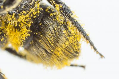  Osmia scutellaris Morawitz, 1868