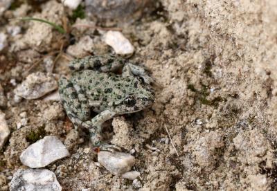 Pélodyte ponctué Pelodytes punctatus (Daudin, 1803)