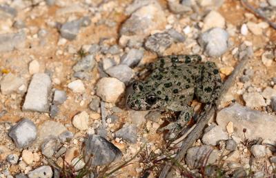 Pélodyte ponctué Pelodytes punctatus (Daudin, 1803)