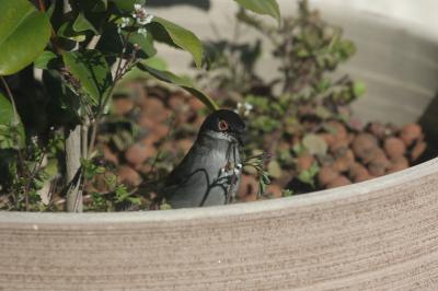 Fauvette mélanocéphale Sylvia melanocephala (Gmelin, 1789)