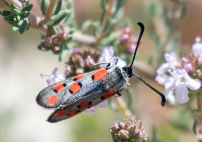 Zygène de l'Esparcette (La), Zygène de la Dorycnie Zygaena rhadamanthus (Esper, 1789)