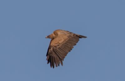 Vautour fauve Gyps fulvus (Hablizl, 1783)