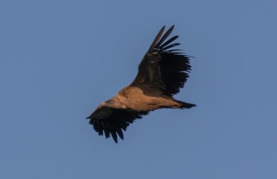 Vautour fauve Gyps fulvus (Hablizl, 1783)