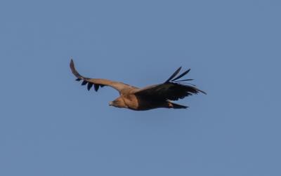 Vautour fauve Gyps fulvus (Hablizl, 1783)