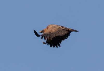 Vautour fauve Gyps fulvus (Hablizl, 1783)