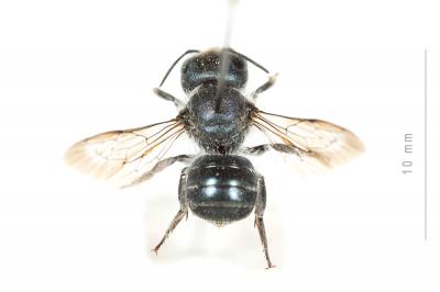  Osmia caerulescens (Linnaeus, 1758)