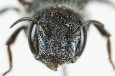  Osmia caerulescens (Linnaeus, 1758)