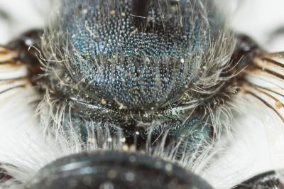  Osmia caerulescens (Linnaeus, 1758)