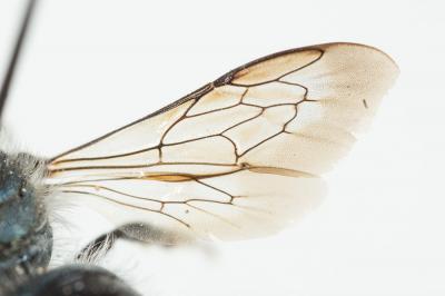  Osmia caerulescens (Linnaeus, 1758)