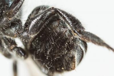  Osmia caerulescens (Linnaeus, 1758)
