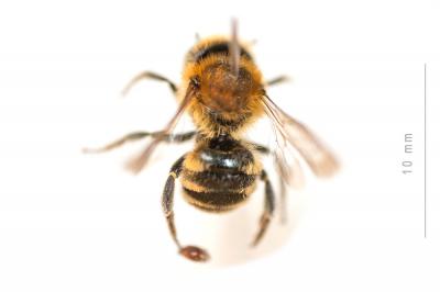  Osmia signata Erichson, 1835