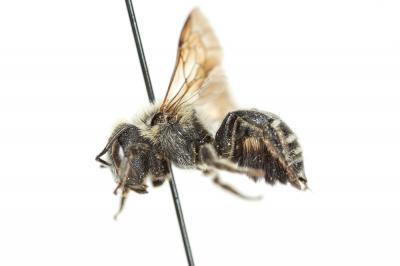  Osmia signata Erichson, 1835