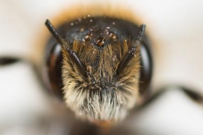  Osmia signata Erichson, 1835