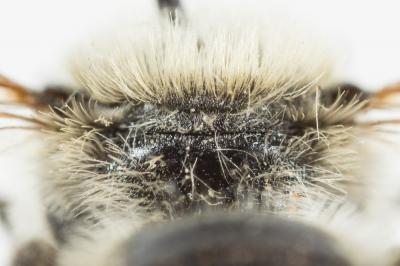  Osmia signata Erichson, 1835