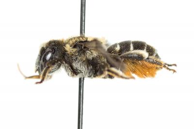  Osmia spinulosa (Kirby, 1802)