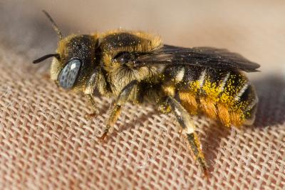  Osmia spinulosa (Kirby, 1802)