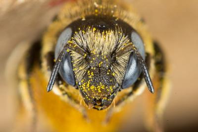  Osmia spinulosa (Kirby, 1802)