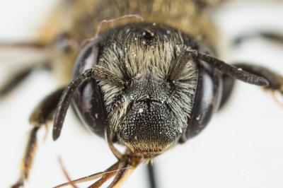 Osmia spinulosa (Kirby, 1802)