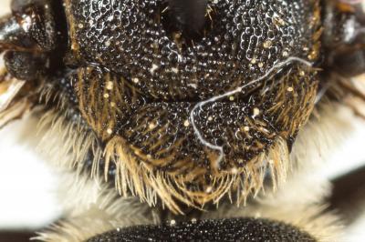  Osmia spinulosa (Kirby, 1802)