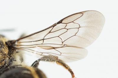  Osmia spinulosa (Kirby, 1802)