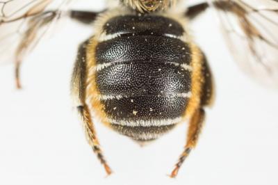  Osmia spinulosa (Kirby, 1802)