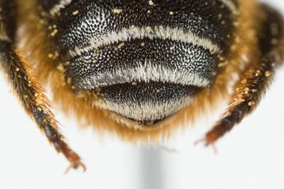  Osmia spinulosa (Kirby, 1802)