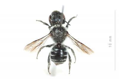  Osmia submicans Morawitz, 1870
