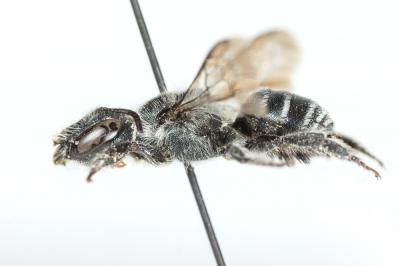  Osmia submicans Morawitz, 1870