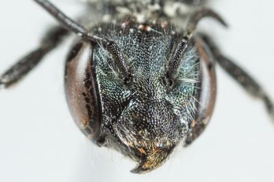  Osmia submicans Morawitz, 1870