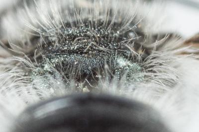  Osmia submicans Morawitz, 1870