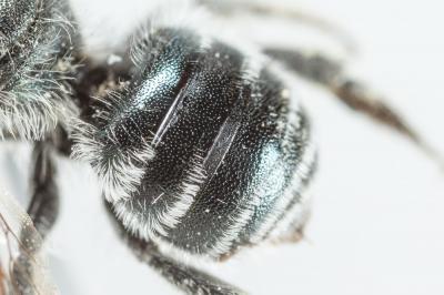 Osmia submicans Morawitz, 1870