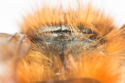  Osmia tricornis Latreille, 1811