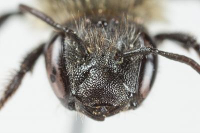  Osmia uncinata Gerstäcker, 1869