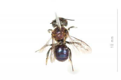  Osmia versicolor Latreille, 1811