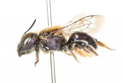 Osmia versicolor Latreille, 1811