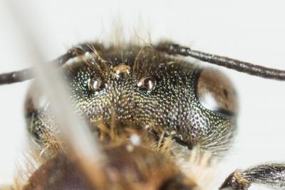  Osmia versicolor Latreille, 1811