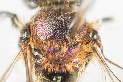  Osmia versicolor Latreille, 1811