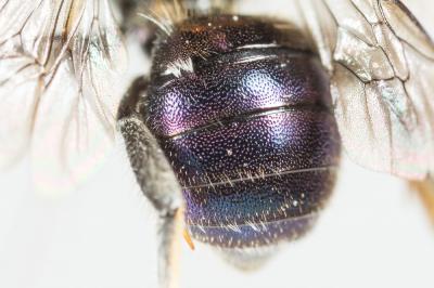  Osmia versicolor Latreille, 1811
