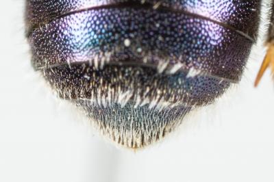  Osmia versicolor Latreille, 1811