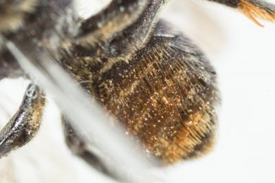  Osmia versicolor Latreille, 1811