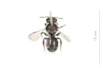  Protosmia glutinosa (Giraud, 1871)