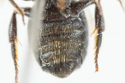  Protosmia glutinosa (Giraud, 1871)
