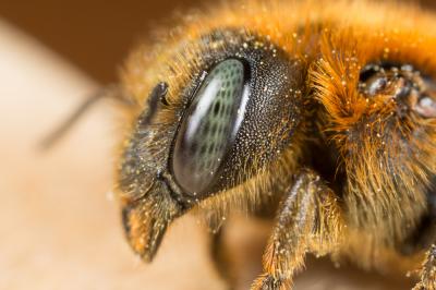  Osmia aurulenta (Panzer, 1799)