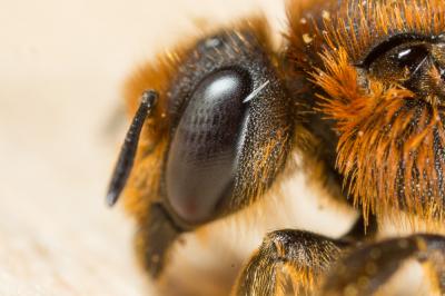  Osmia rufohirta Latreille, 1811