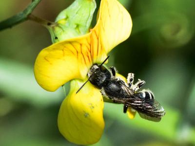  Osmia cephalotes Morawitz, 1870